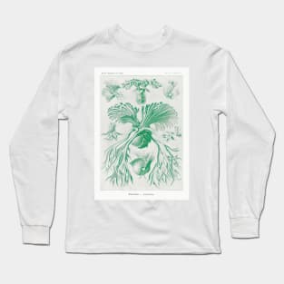 Staghorn ferns - Botanical Illustration Long Sleeve T-Shirt